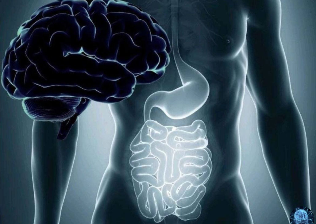 Сеть нейронов кишечника или второй мозг в организме человека