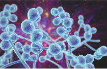 Микозы или как избежать нашествия грибов-паразитов на организм человека